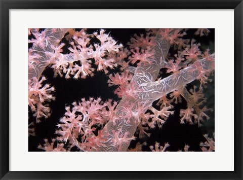 Framed Delicately Pink - Vatu Passage, Fiji Print