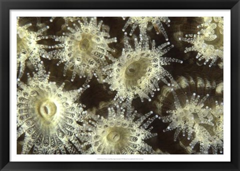 Framed Shower Flower - Central Raja Ampat, Indonesia Print