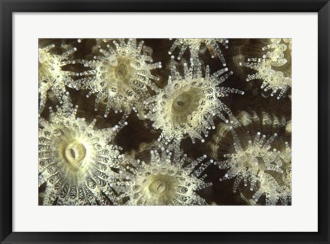 Framed Shower Flower - Central Raja Ampat, Indonesia Print