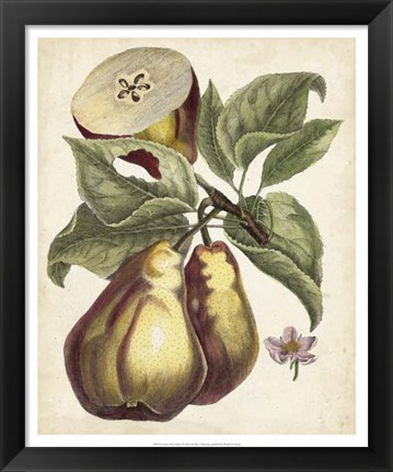 Framed Antique Pear Study I Print