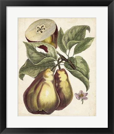 Framed Antique Pear Study I Print