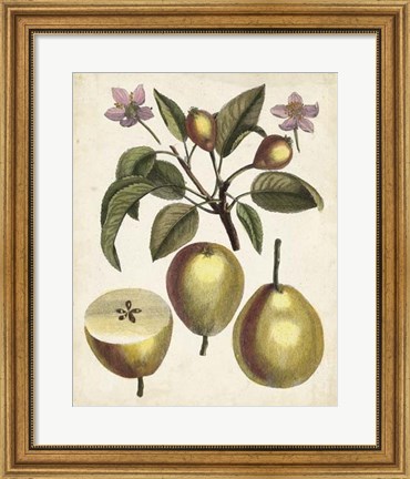 Framed Antique Pear Study III Print