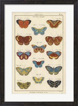 Framed Histoire Naturelle Butterflies I Print