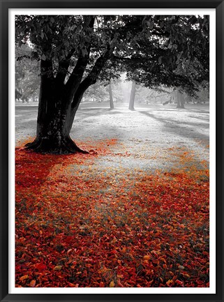 Framed Autumn Contrast Print