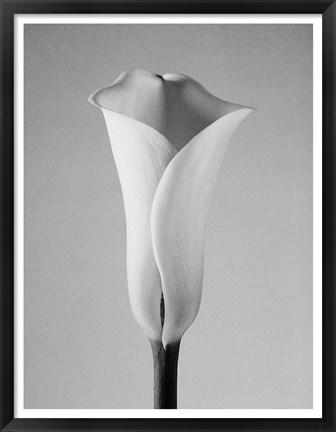 Framed Calla No. 1 Print