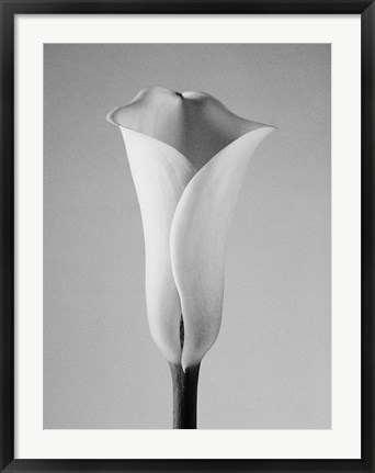 Framed Calla No. 1 Print