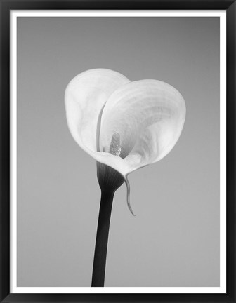 Framed Calla No. 2 Print