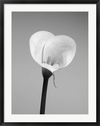 Framed Calla No. 2 Print