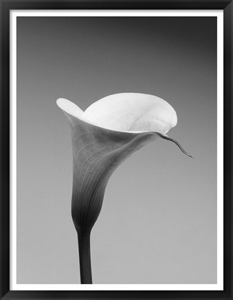 Framed Calla No. 3 Print