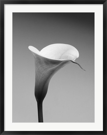 Framed Calla No. 3 Print