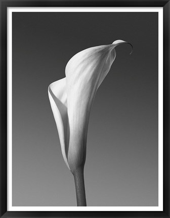 Framed Calla No. 4 Print