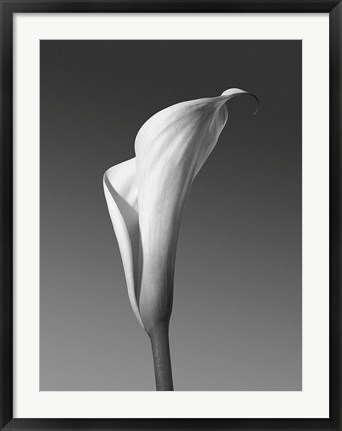 Framed Calla No. 4 Print