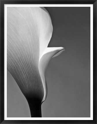 Framed Calla No. 5 Print