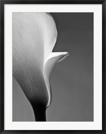 Framed Calla No. 5 Print