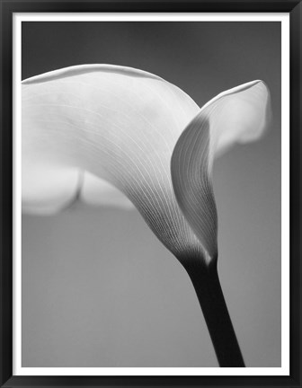 Framed Calla No. 6 Print