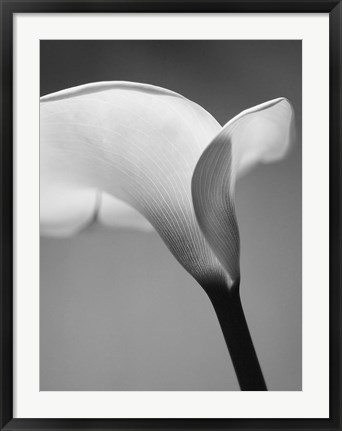 Framed Calla No. 6 Print