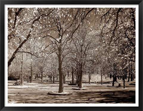 Framed Cherry Tree Park Print