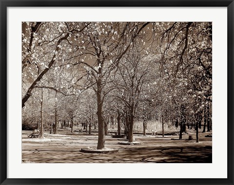 Framed Cherry Tree Park Print