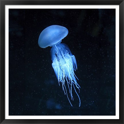 Framed Luminescent Jellyfish Print