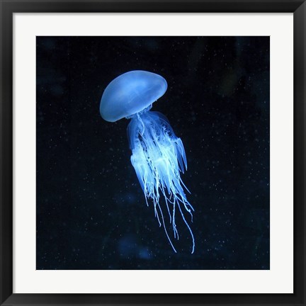 Framed Luminescent Jellyfish Print