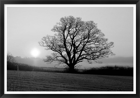 Framed Meadow Tree Print