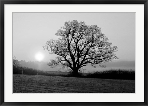 Framed Meadow Tree Print