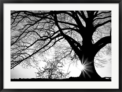 Framed Oak Silhouette Print