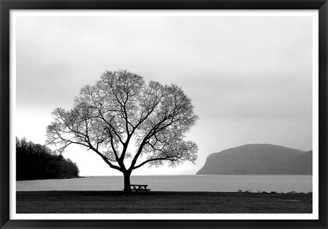 Framed Picnic Tree Print