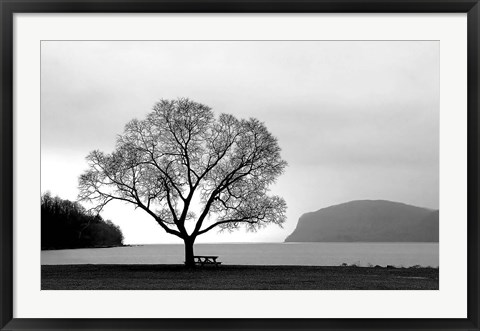 Framed Picnic Tree Print