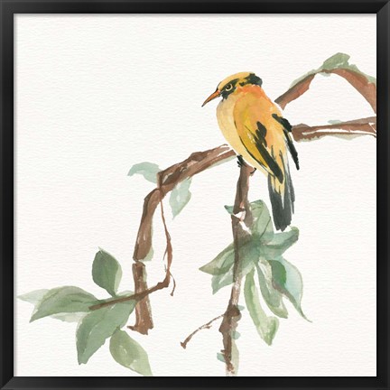 Framed Black Napped Oriole Print