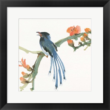 Framed Formosan Blue Magpie Print