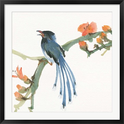 Framed Formosan Blue Magpie Print