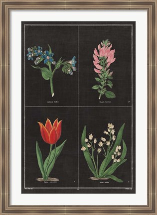 Framed Botanical on Black Chart III Print