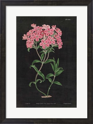 Framed Botanical on Black Chart VI Print