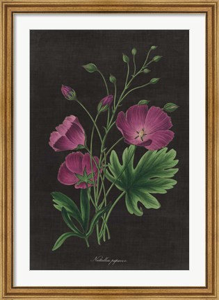 Framed Botanical on Black Chart XIII Print