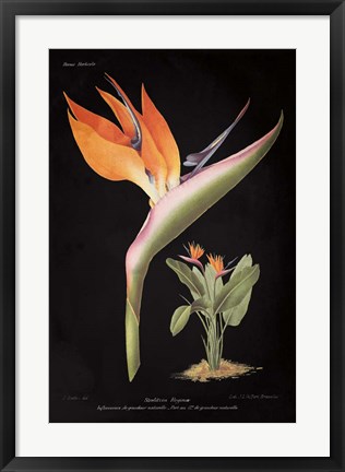 Framed Strelitzia Reginoe on Black Print