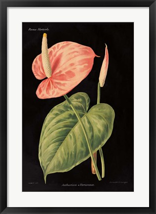 Framed Anthurium Ferrierense on Black Print