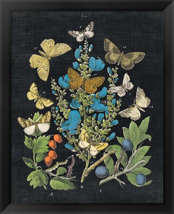 Framed Butterfly Bouquet on Black II Print