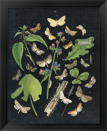 Framed Butterfly Bouquet on Black III Print