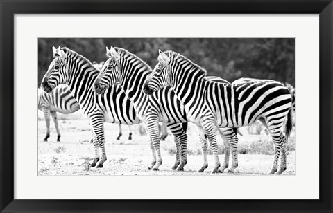 Framed Trio of Zebras Print