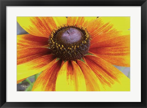 Framed Yellow Flower Print