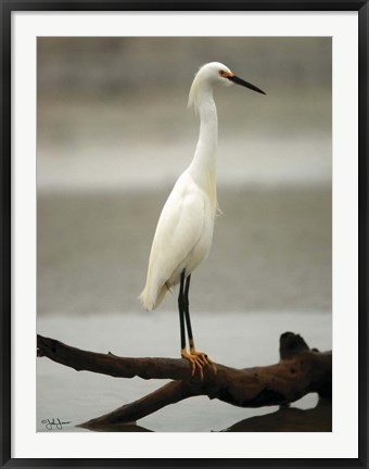 Framed Egret Print