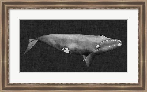 Framed Inverted Whale II Print