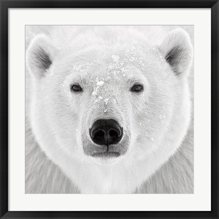 Framed Polar Bear Print