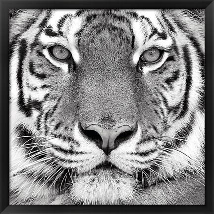 Framed Tiger Print