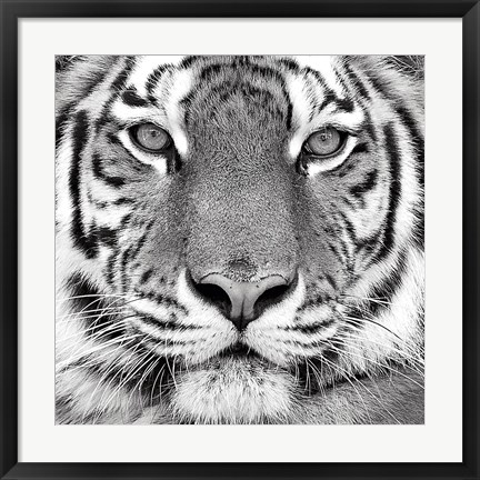 Framed Tiger Print