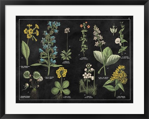 Framed Botanical Floral Chart I Black and White Print