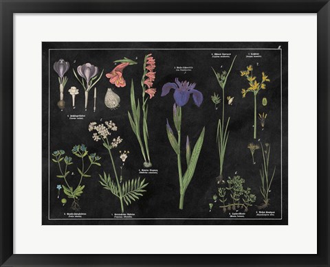 Framed Botanical Floral Chart II Black and White Print