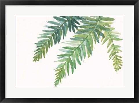 Framed Ferns I Square Print