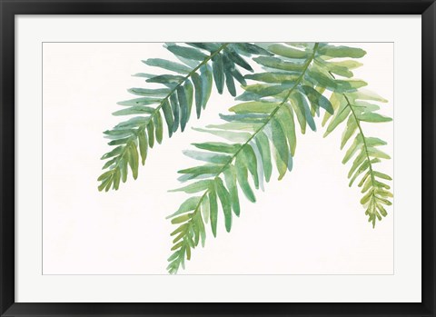 Framed Ferns I Square Print